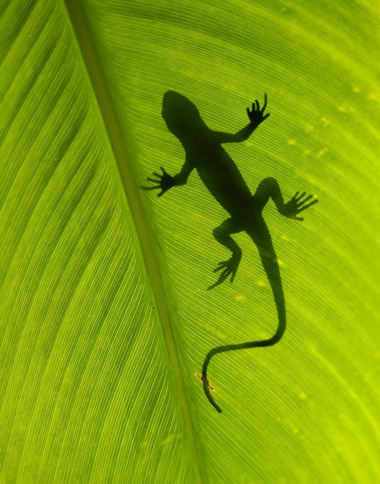 Maleisie Djoser rondreis gekko op groot blad