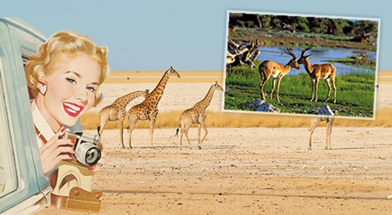 Etosha nationaal park