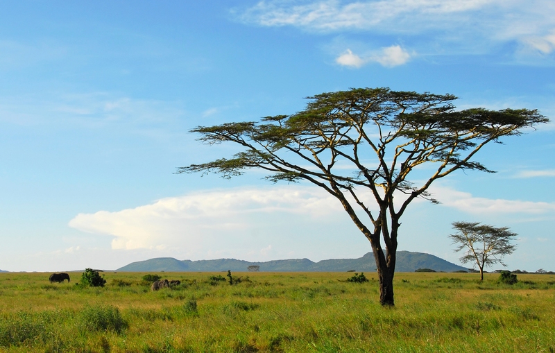 Reisverslag Kenia & Tanzania, hotel/lodge reis, 21 dgn 