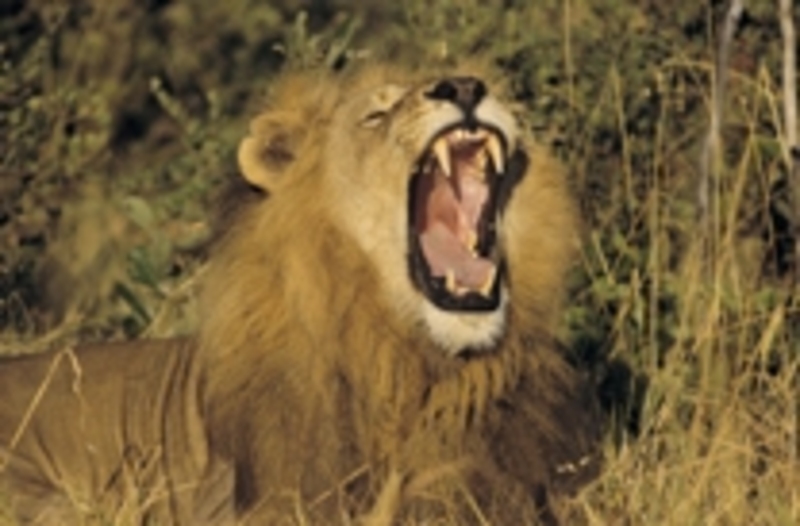 Reisverslag kampeerreis Kenia & Tanzania 