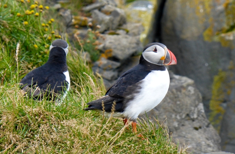 De beroemdste vogel van IJsland