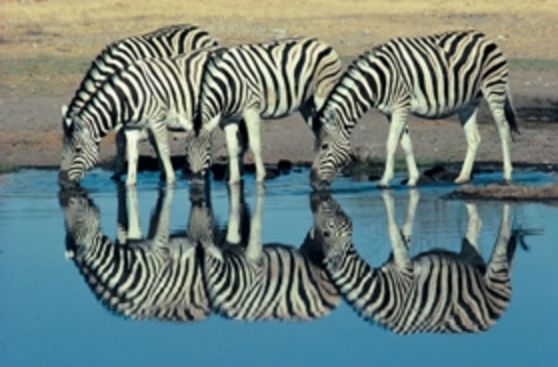 Reisverslag Zuid-Afrika, Namibie, Botswana en Zambia 18/10 - 10/11 