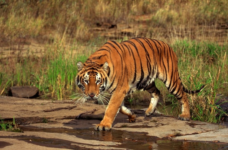 Tijgers spotten in India