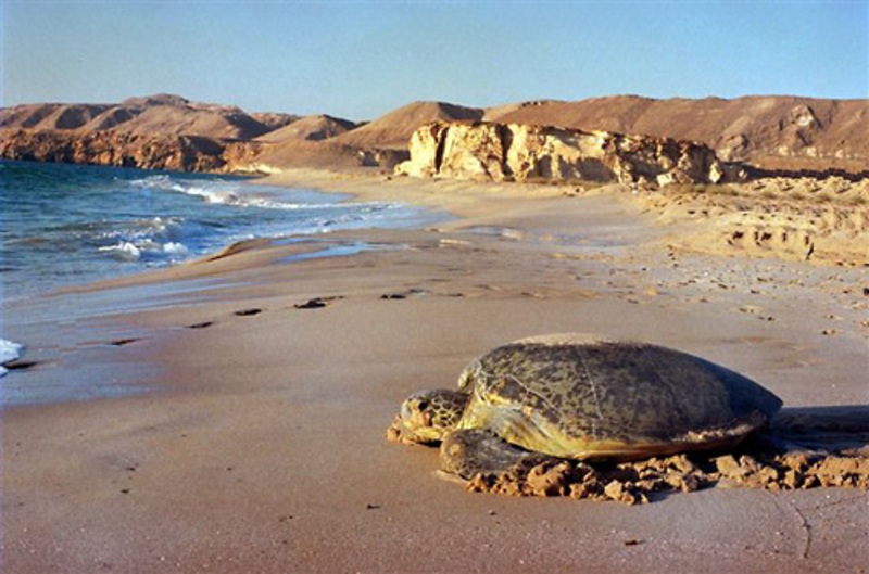 Groene Zeeschildpadden in Oman