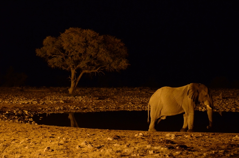 Olifanten in Etosha Nationaal Park, Namibië