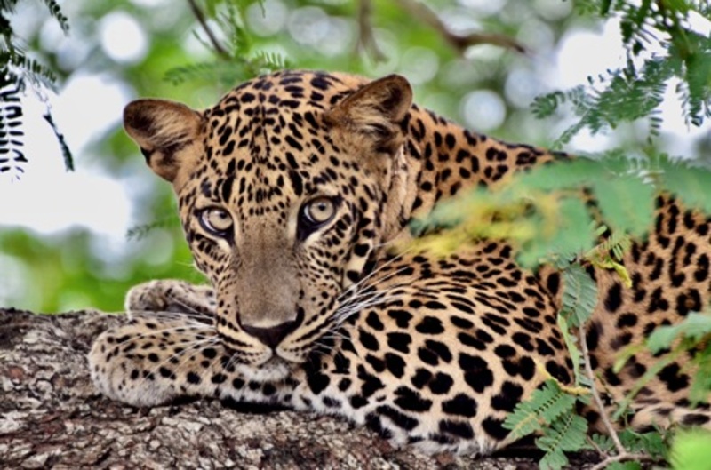 De fascinerende namen van 10 Afrikaanse safari-dieren