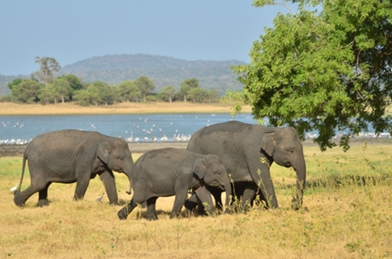 Sri Lanka Family in de kerstvakantie