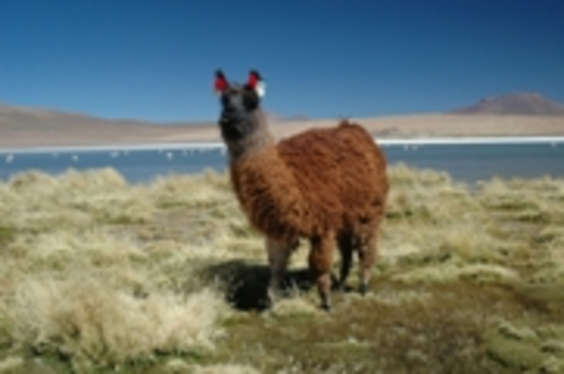 Reisverslag Reizigersdagboek Bolivia/ Peru (1)