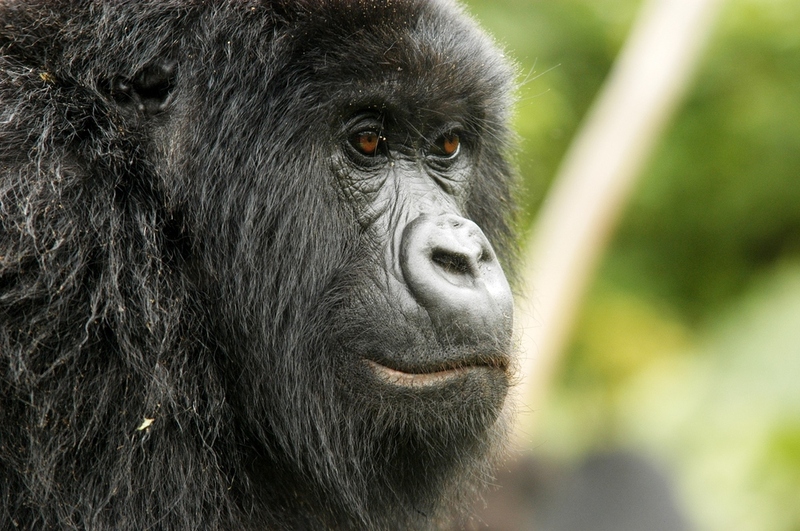 Gorilla’s in de mist: een Gorilla-trekking in Oeganda