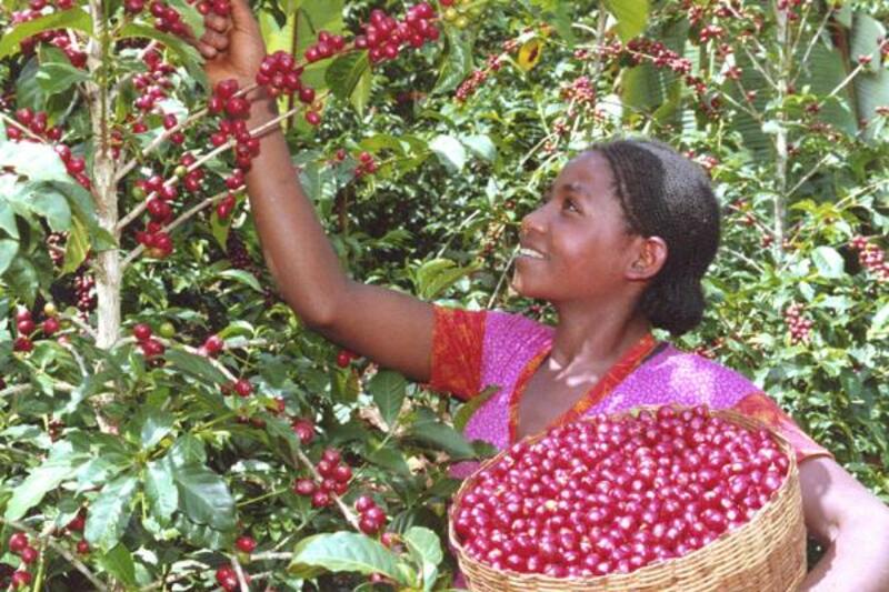 Ethiopië, land van de koffie? 