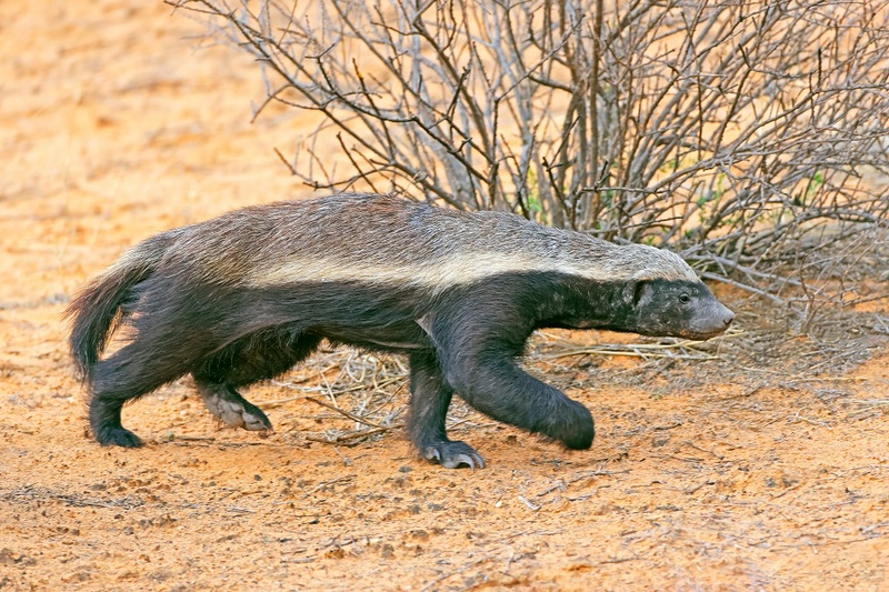 Vijf bijzondere dieren van het Krugerpark