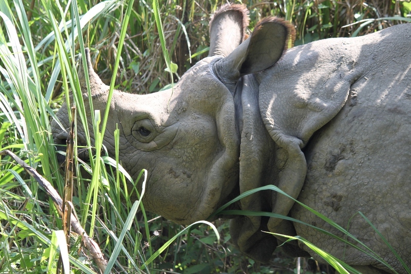 Oog in oog met een neushoorn in Chitwan