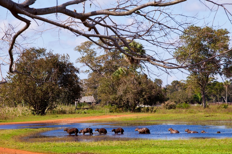 De Pantanal: uitgestrekte wetlands en wildlife in Brazilië
