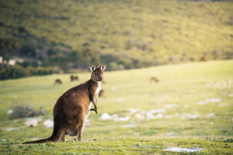Kangaroo Island: Prachtige natuur aan de rand van de wereld