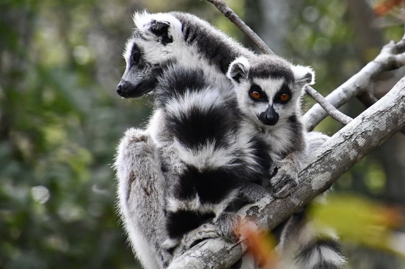 De bizar grote biodiversiteit van Madagaskar: een interview met bioloog Mátyás Bittenbinder