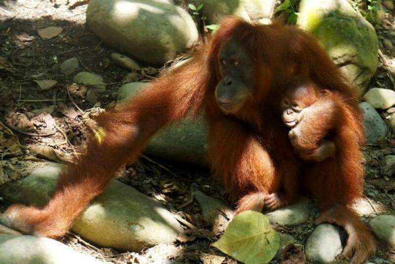 Orang-oetans op Sumatra, een bijzondere ontmoeting