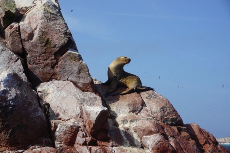 Peru: land vol afwisseling