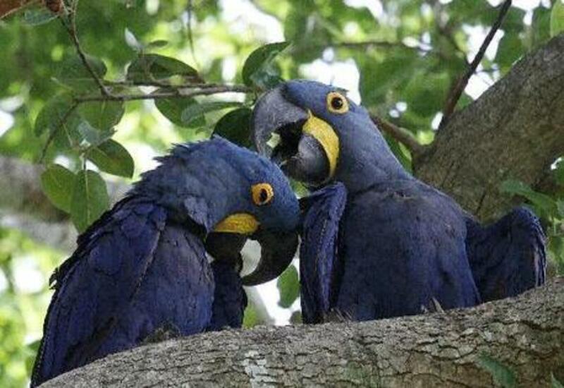 Ongerept Pantanal in Brazilië