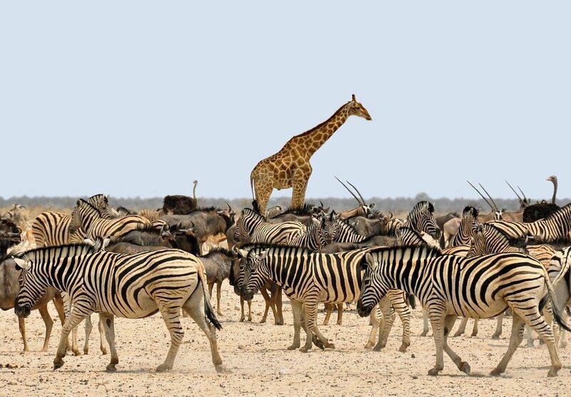 Namibie: de schoonheid van de leegte