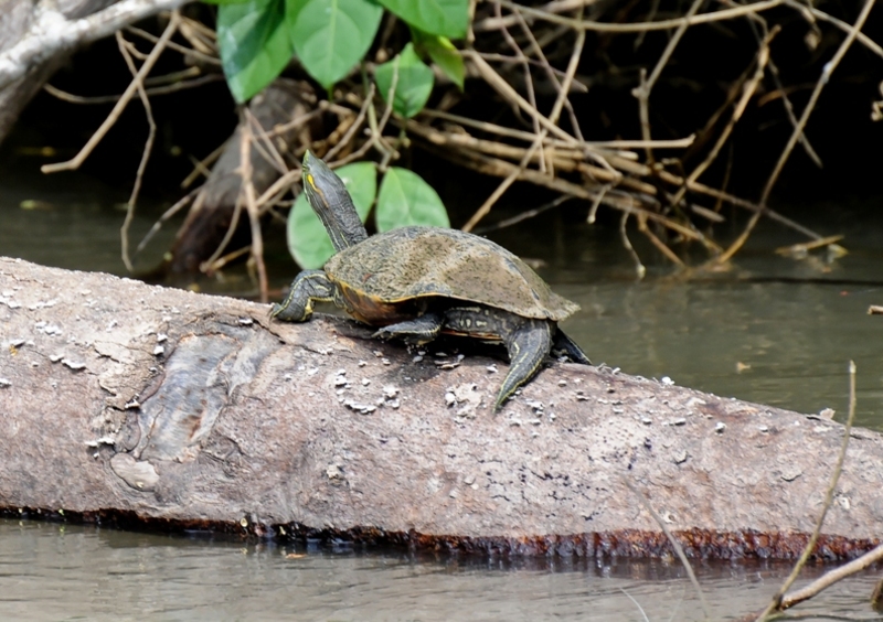 Zeeschildpadden in Costa Rica