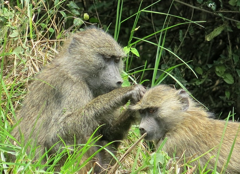 Reisverslag 15 dagen Tanzania en Zanzibar