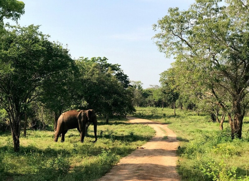 Op zoek naar olifanten in Udawalawe National Park, Sri Lanka