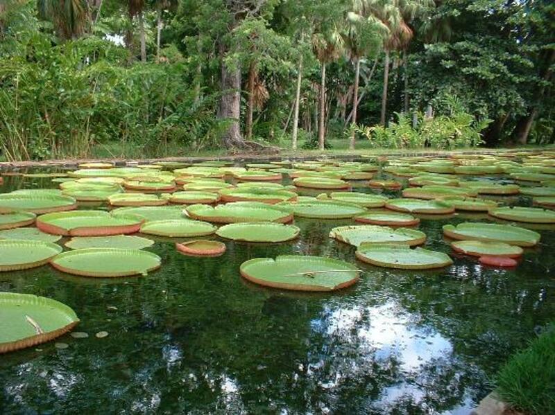 Mauritius – Victoria Regina in Sir Seewoosagur Botanisch tuin