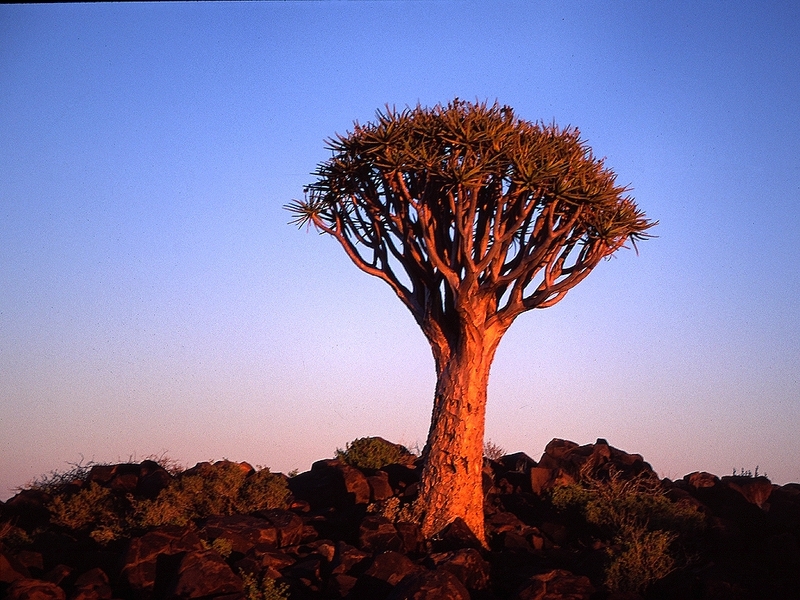 De kokerboom uit Afrika