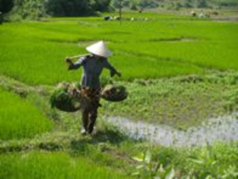  Vietnam en Cambodja november/december