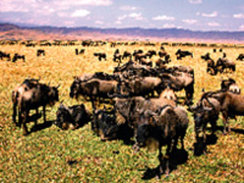 Van Serengeti naar Ngorongoro krater, de jaarlijkse trek van de gnoe