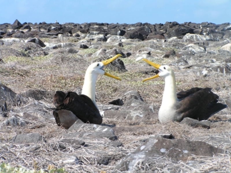 Reizigersdagboek Ecuador & Galapagos (1) deel 2: Galapagos