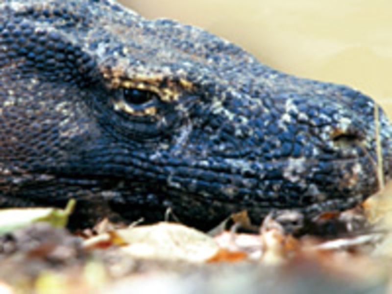 De draken van het eiland Komodo, Kleine Sunda eilanden