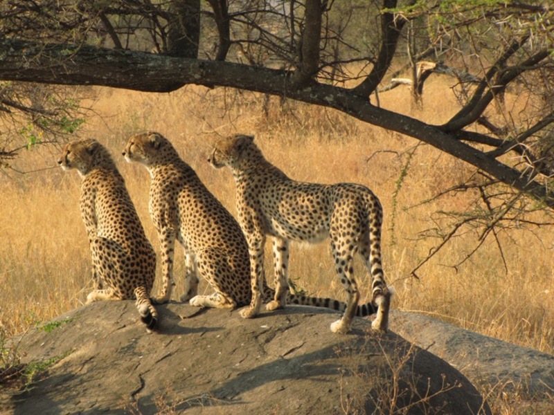 Beschermde dieren in Hoedspruit