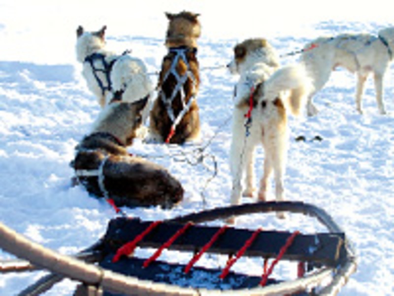 Huskytour in Fins Lapland
