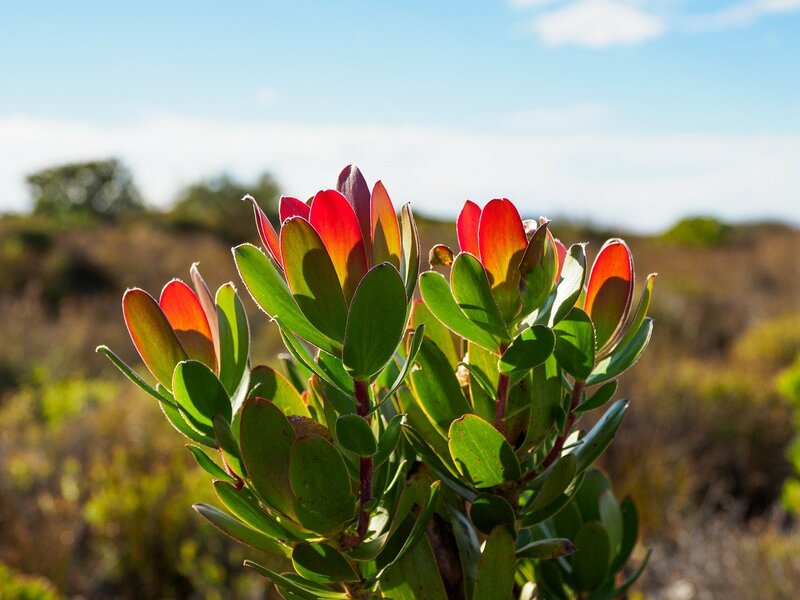 Het Fynbos in Zuid-Afrika