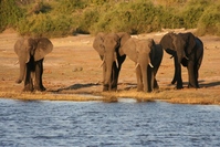 Chobe nationaal park Botswana