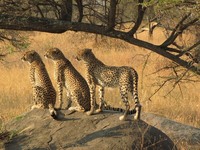 Chaetas Serengeti nationaal park Tanzania Djoser