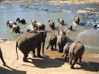 Sri Lanka olifant opvang