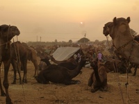 Pushkar kamelenfestival India Djoser