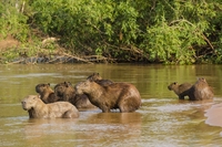 Pantanal capibara Brazilië Djoser