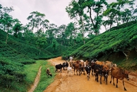 Theevelden runderen Bangladesh