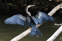 Blue Heron Tortuguero Costa Rica