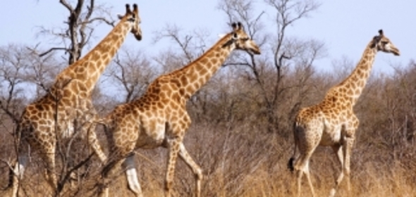 Zuid-Afrika Tuinroute en Kruger nationaal park, 15 dagen