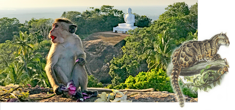 Sri Lanka - paradijs voor natuurliefhebber