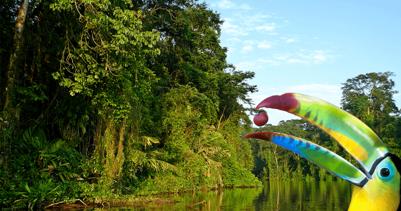De pure wildernis van Tortuguero