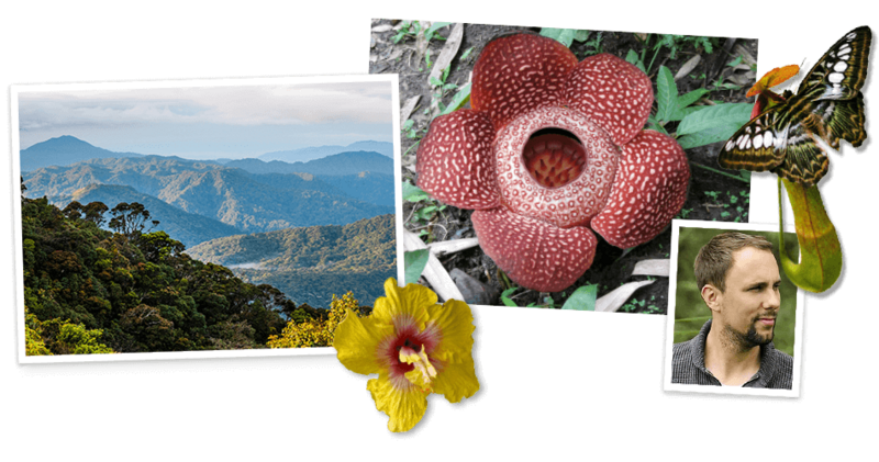 De bizarre planten van Maleisië