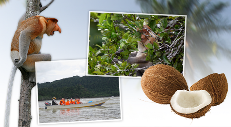Bako Nationaal Park in Maleisisch Sarawak: van neusapen tot grillige rotsformaties