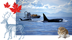 Canada, 20 dagen hotel/kampeerreis