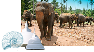 Sri Lanka & Malediven, 21 dagen
