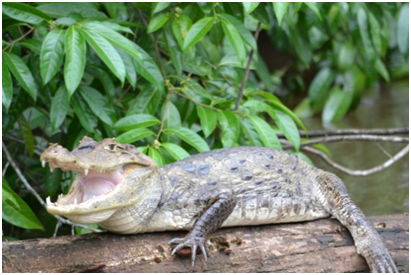 Amazone Peru krokodil Djoser